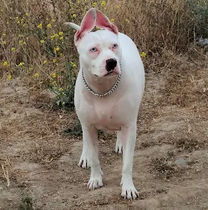 clinca verinaria dooogie