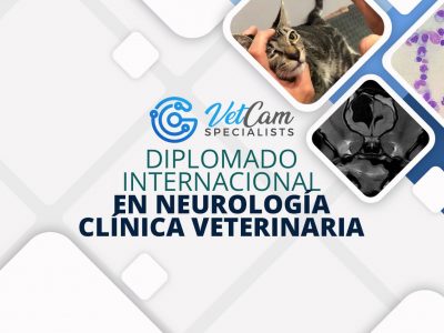 clinica veterinaria america 2