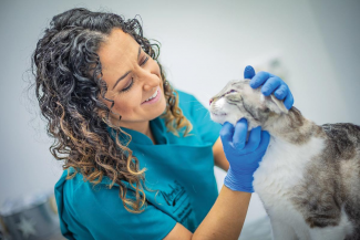 clinica veterinaria bienestar animal