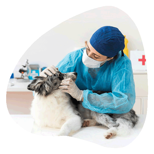 clinica veterinaria de esperanza