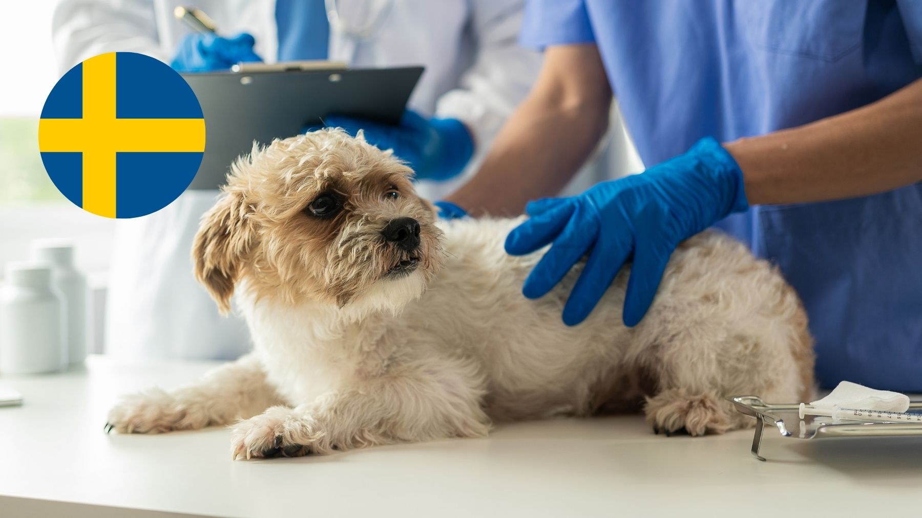 clinica veterinaria dioel