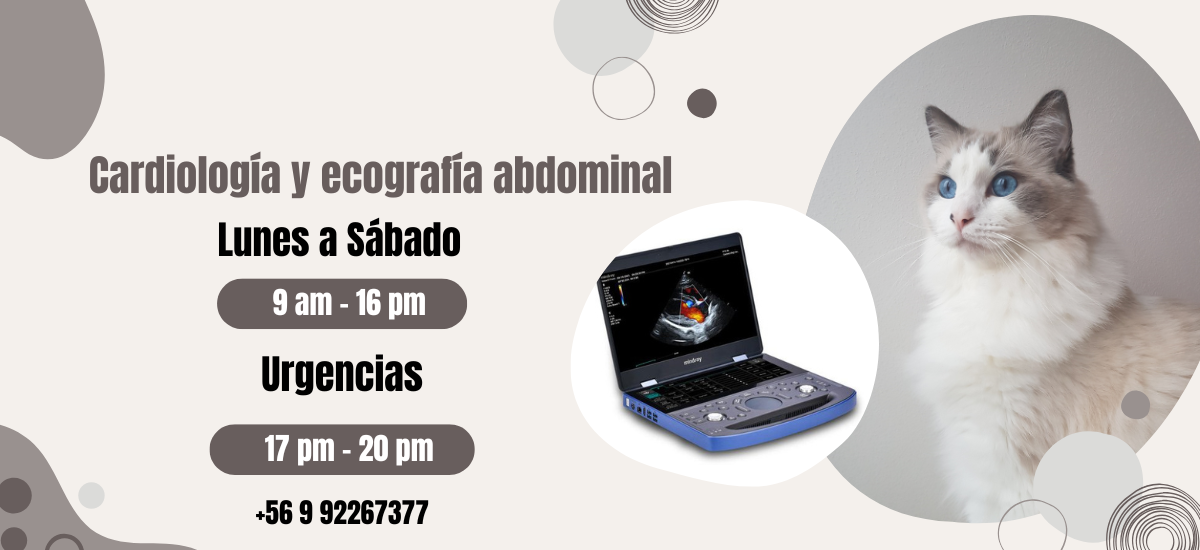 clinica veterinaria dr cerda