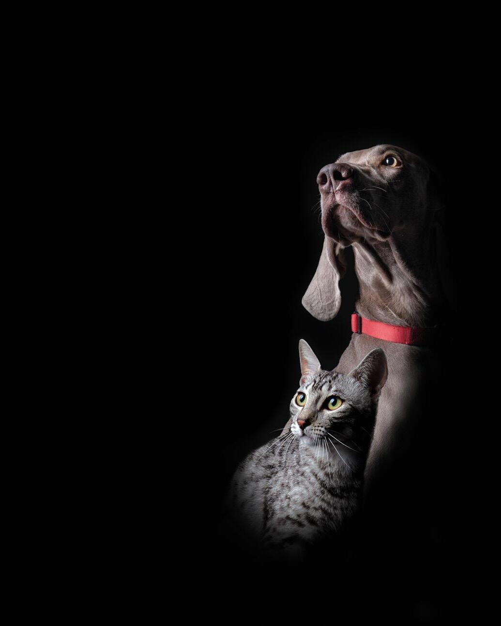 clinica veterinaria dr suero