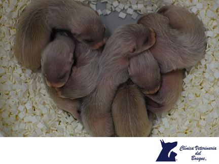 clinica veterinaria la dura 1