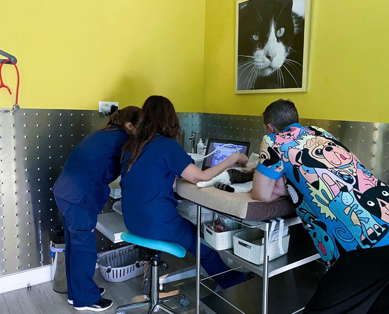 clinica veterinaria maritza torres