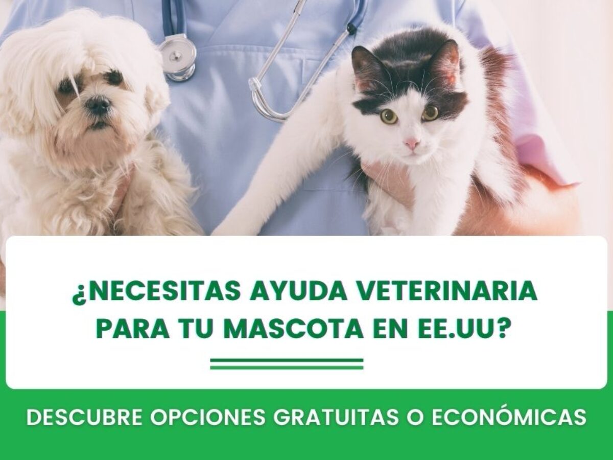 clinica veterinaria mascotas y mascotas c a