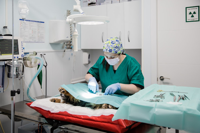 clinica veterinaria mi mascota