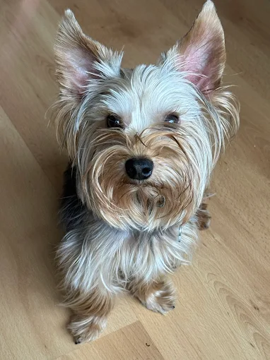 clinica veterinaria patitas