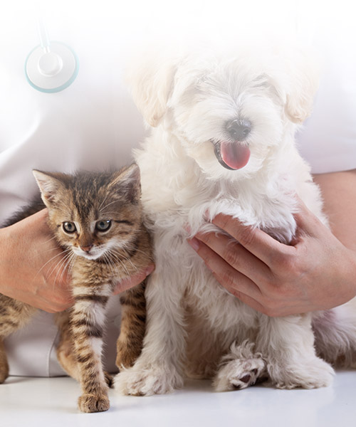 clinica veterinaria valar