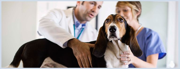 clinica veterinaria vetex ciudad la palma