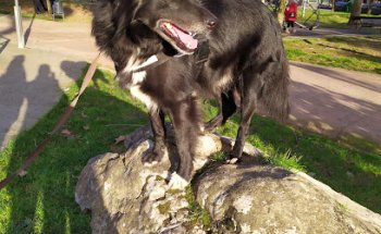 clinica veterinaria waggy tails 1