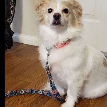 coco vet veterinaria