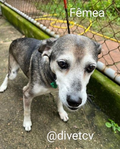 divet clinica veterinaria 1