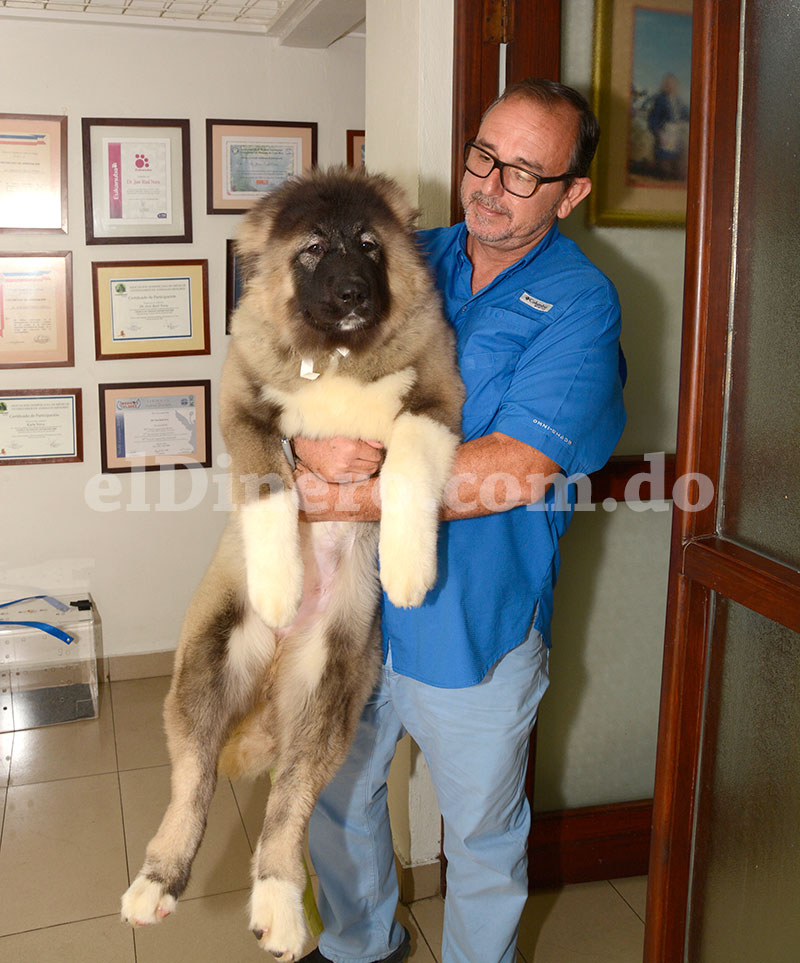 dr enrique cortes veterinario las terrenas samana republica dominicana
