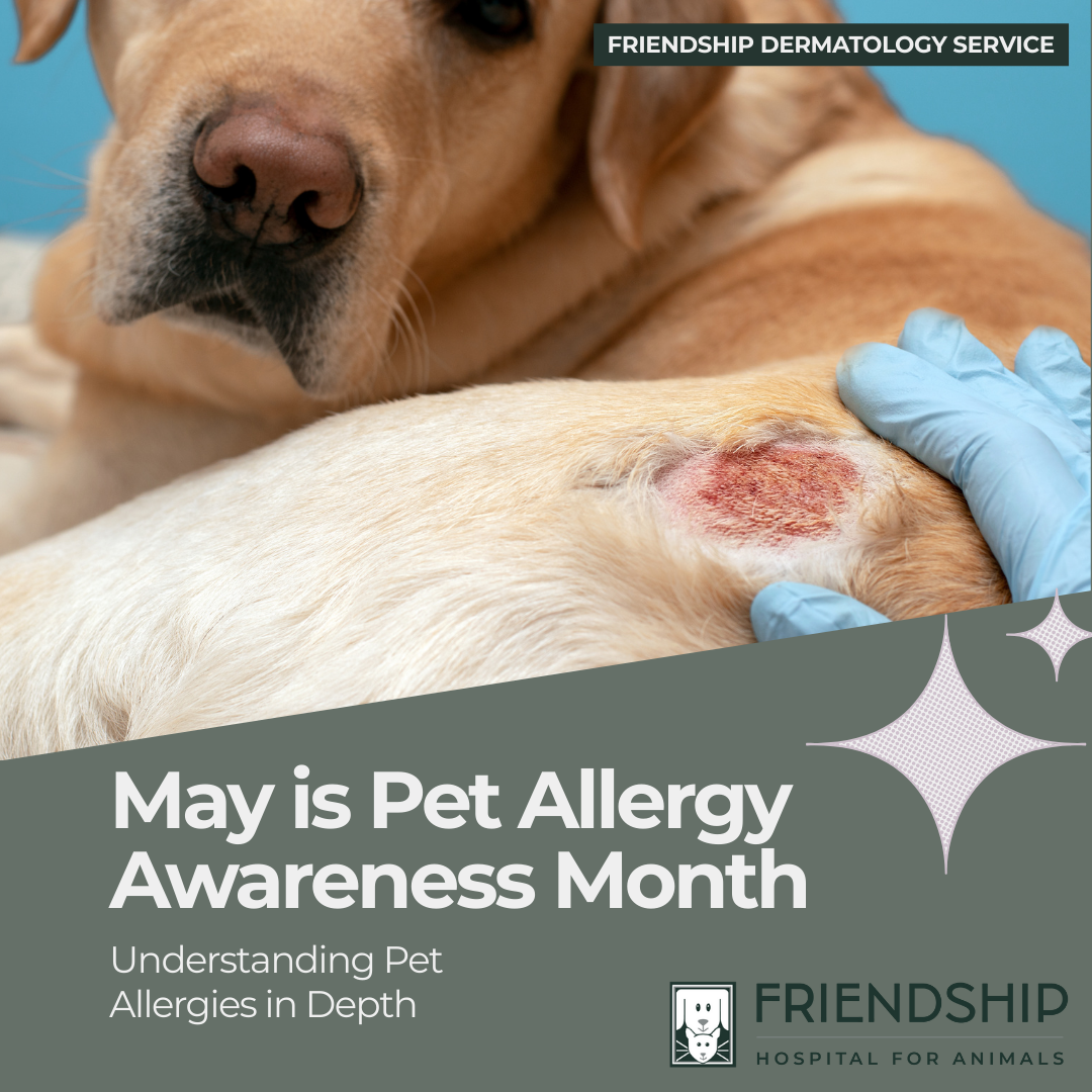 elemental veterinary hospital 1