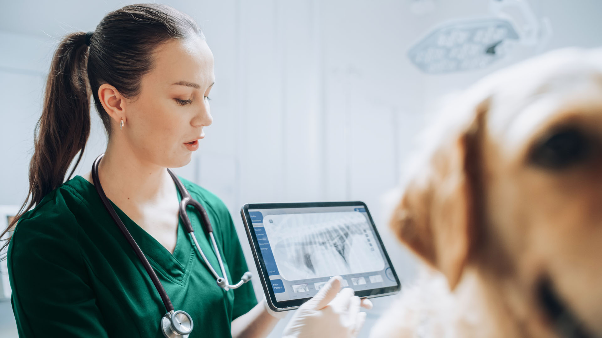 elemental veterinary hospital