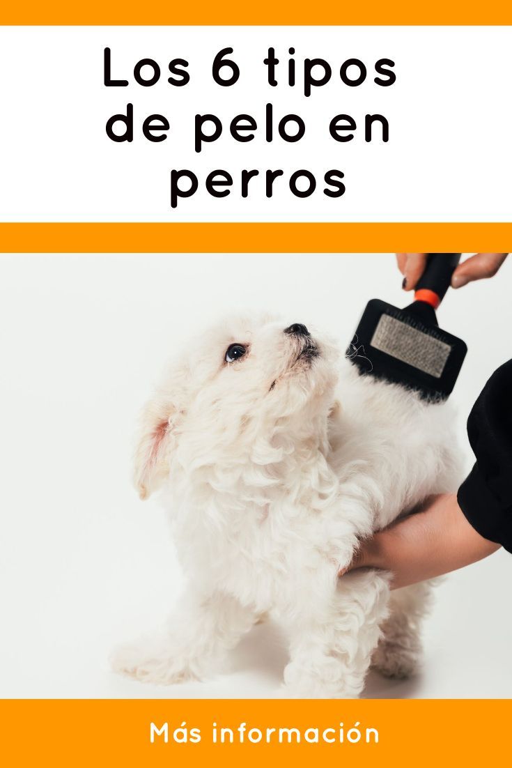 ely peluqueria de mascosta