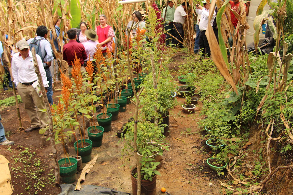 embajada de agricultor