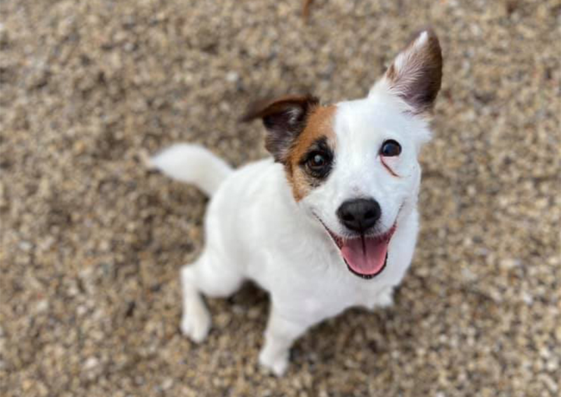 family dog center by abejitasvet