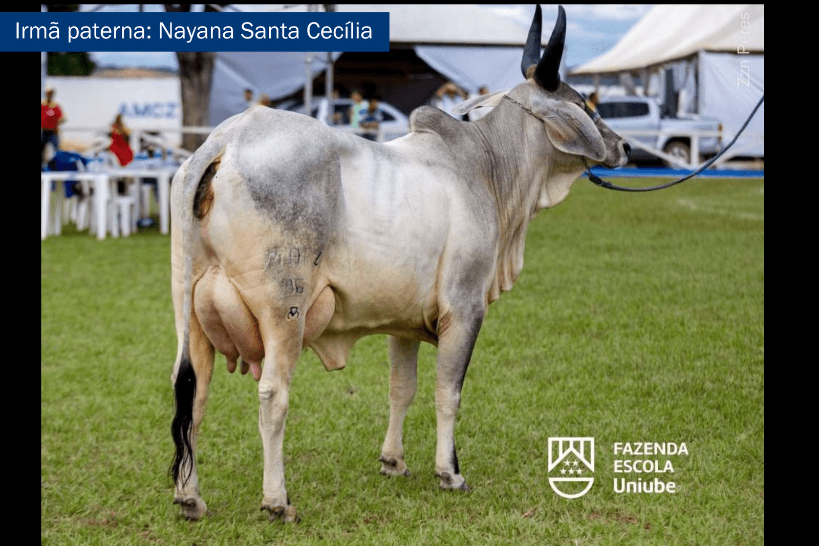 farmacia veterinaria jf