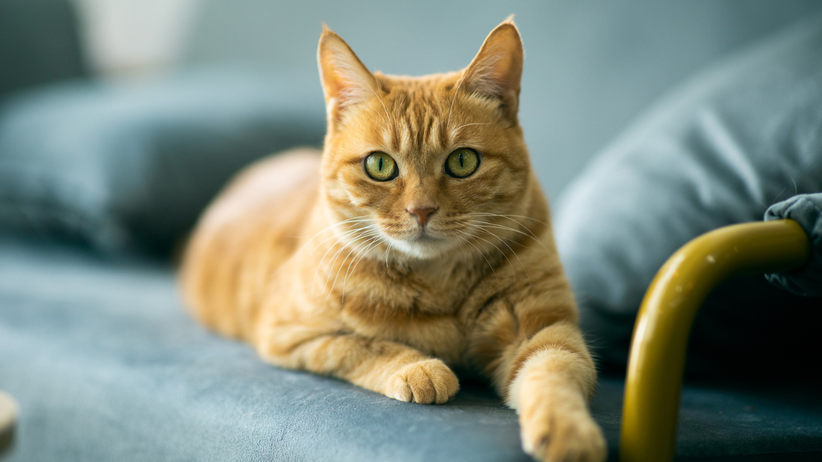 fincas y mascotas lombardi