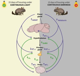 fundacion pets breeding control 1