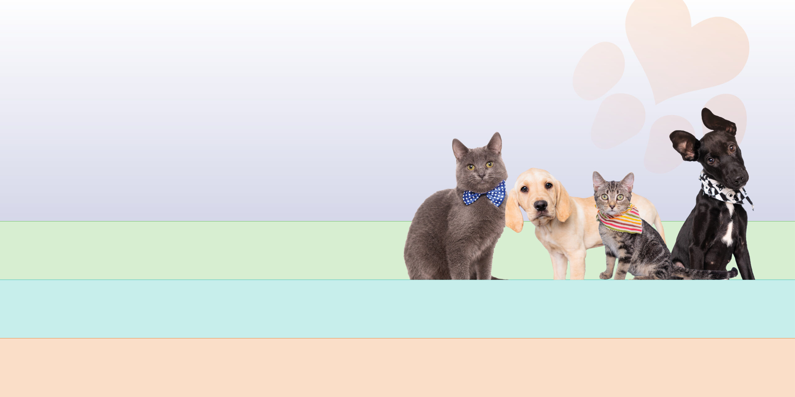 fundacion pets breeding control 2