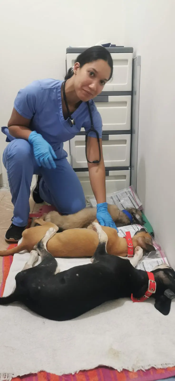 fundacion pets breeding control