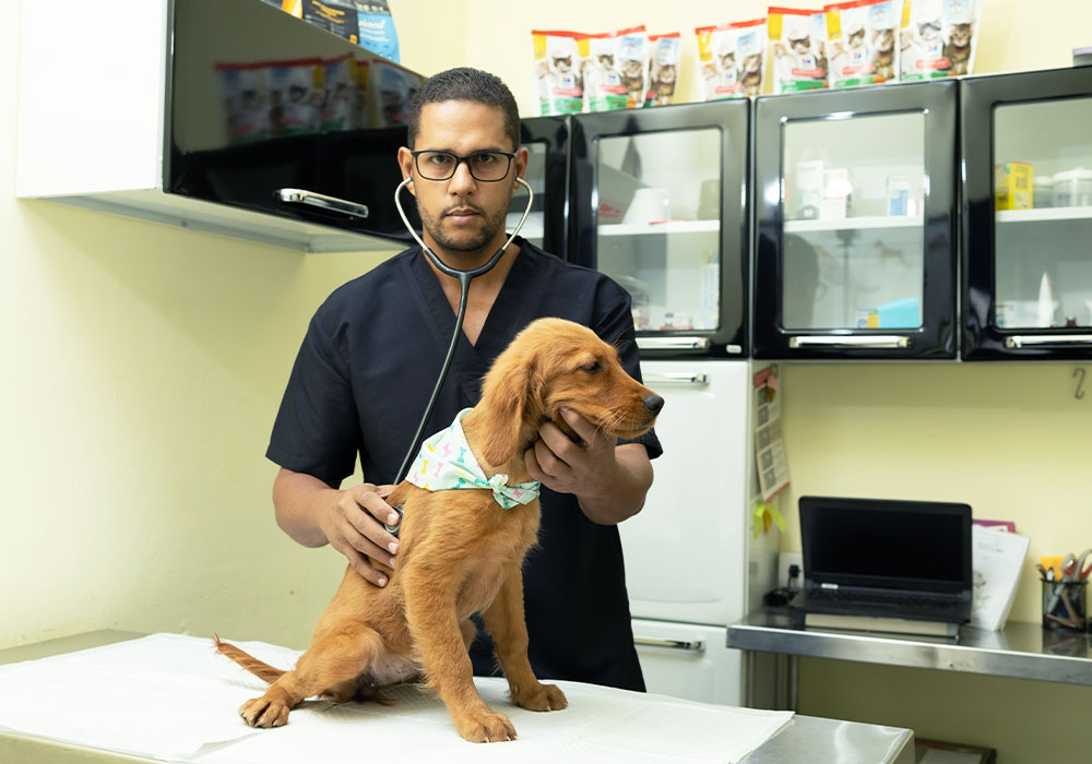 hospital veterinario arroyo hondo 6