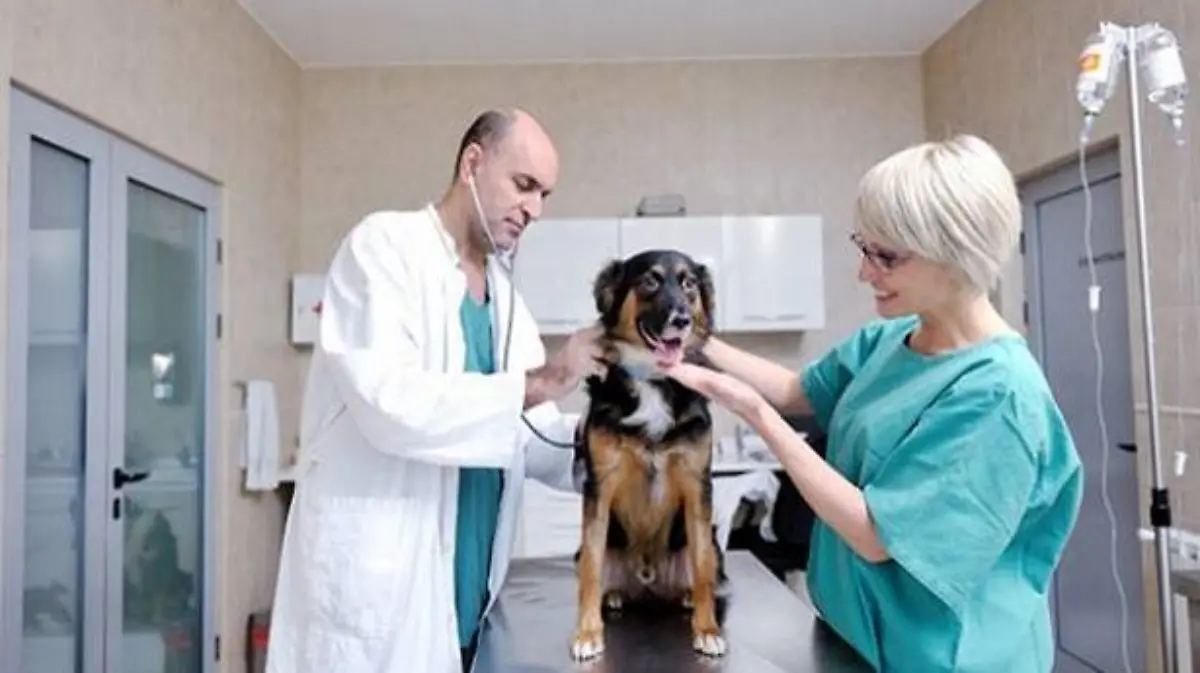 hospital veterinario arroyo hondo