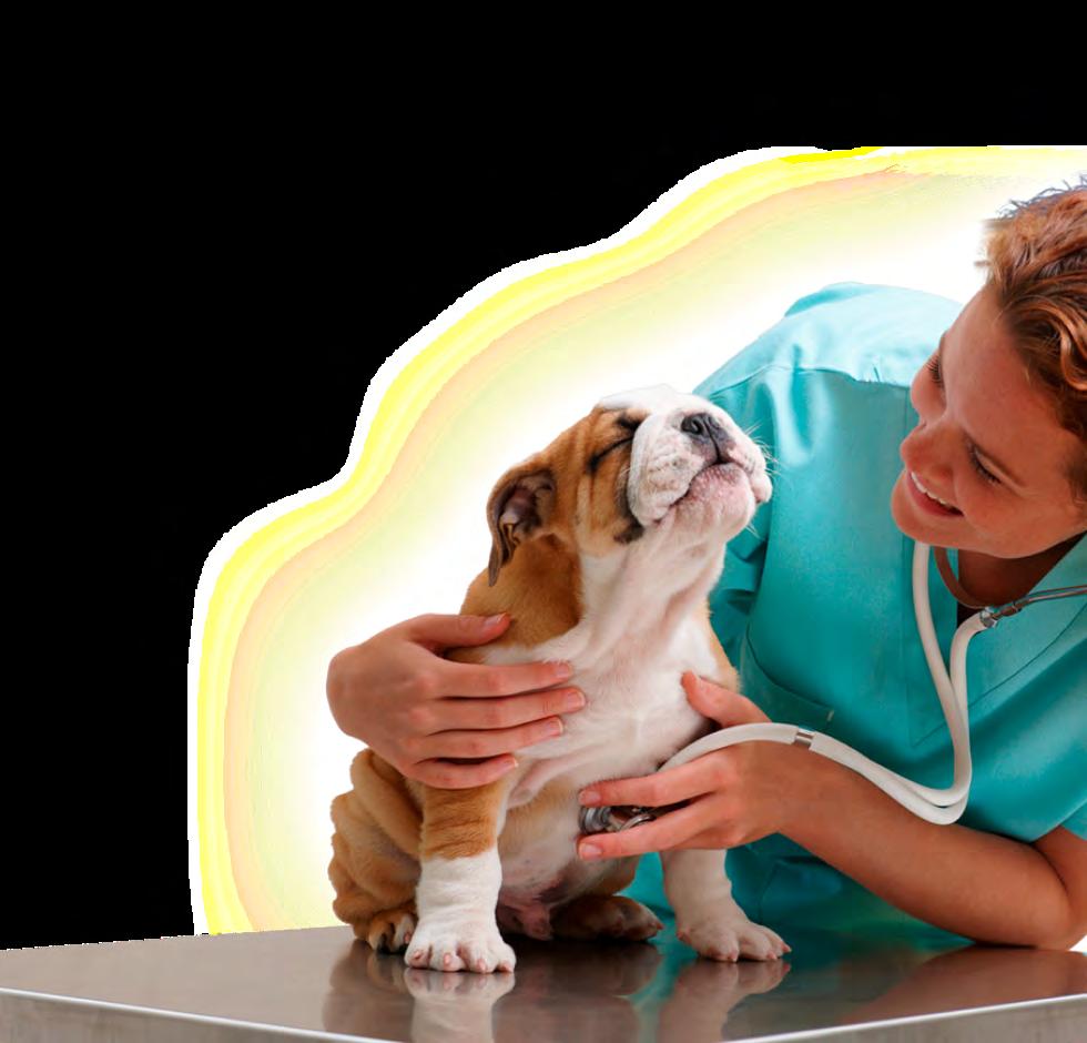 hospital veterinario dra andrea salazar