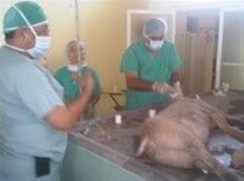 hospital veterinario engombe uasd 1