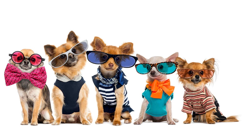 hospital veterinario real 1