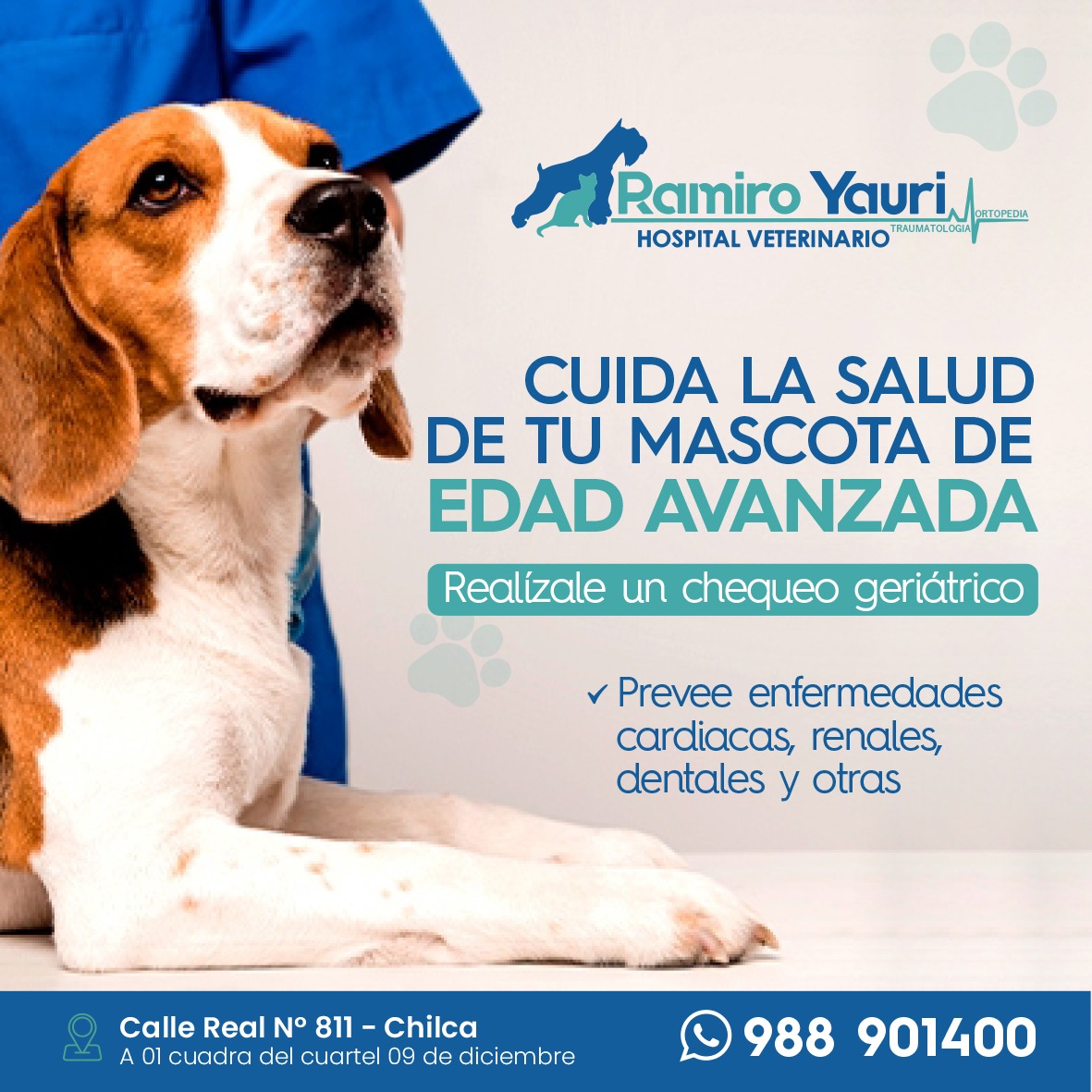 hospital veterinario real 3