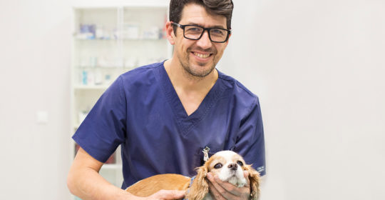 hospital veterinario real 4