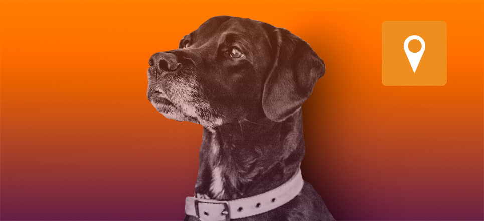 huellas veterinaria dra cuevas