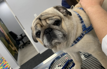 integralvet fisio care pet rd fisioterapia y acupuntura veterinaria