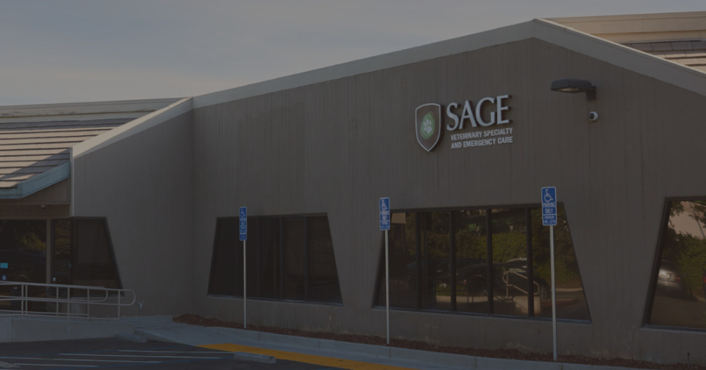 kannes n kats vet center veterinaria 1