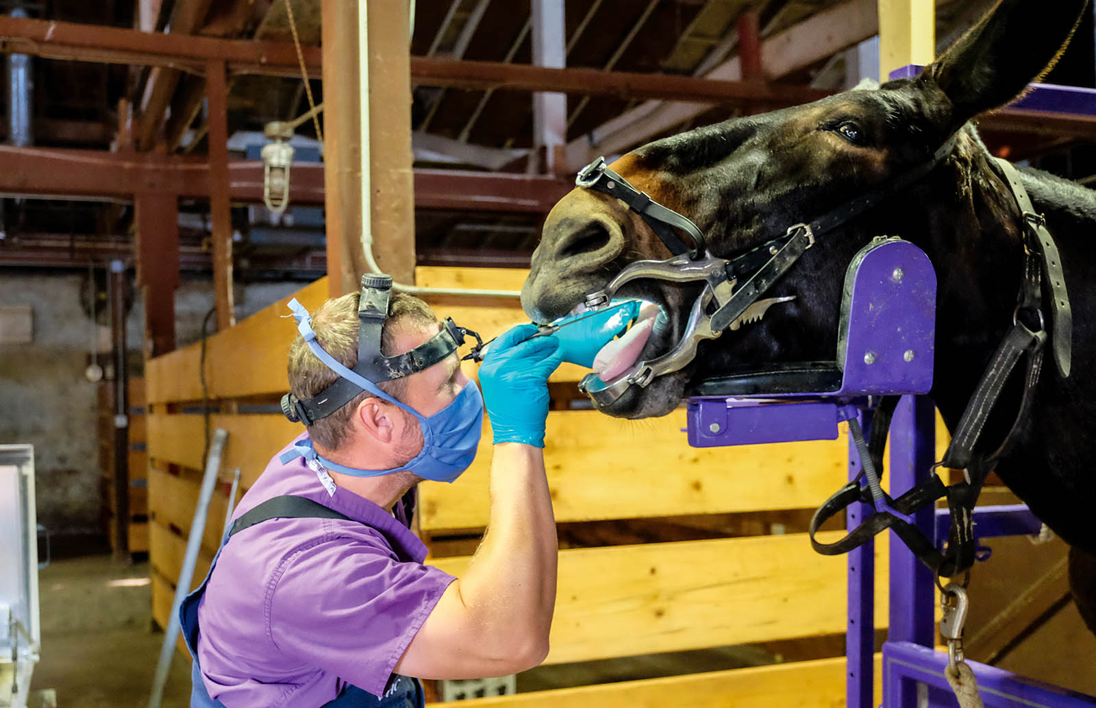 kannes n kats vet center veterinaria