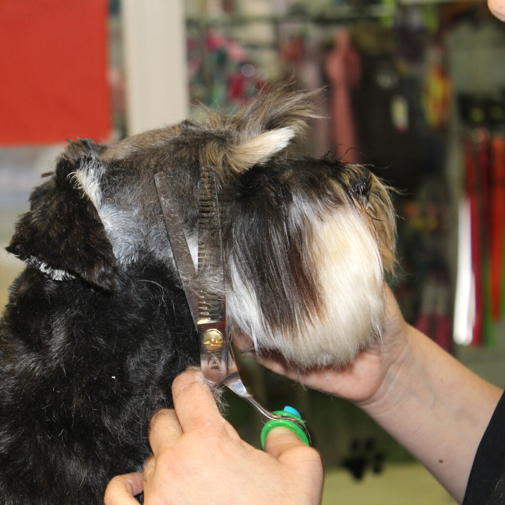 koketitos peluqueria de mascotas