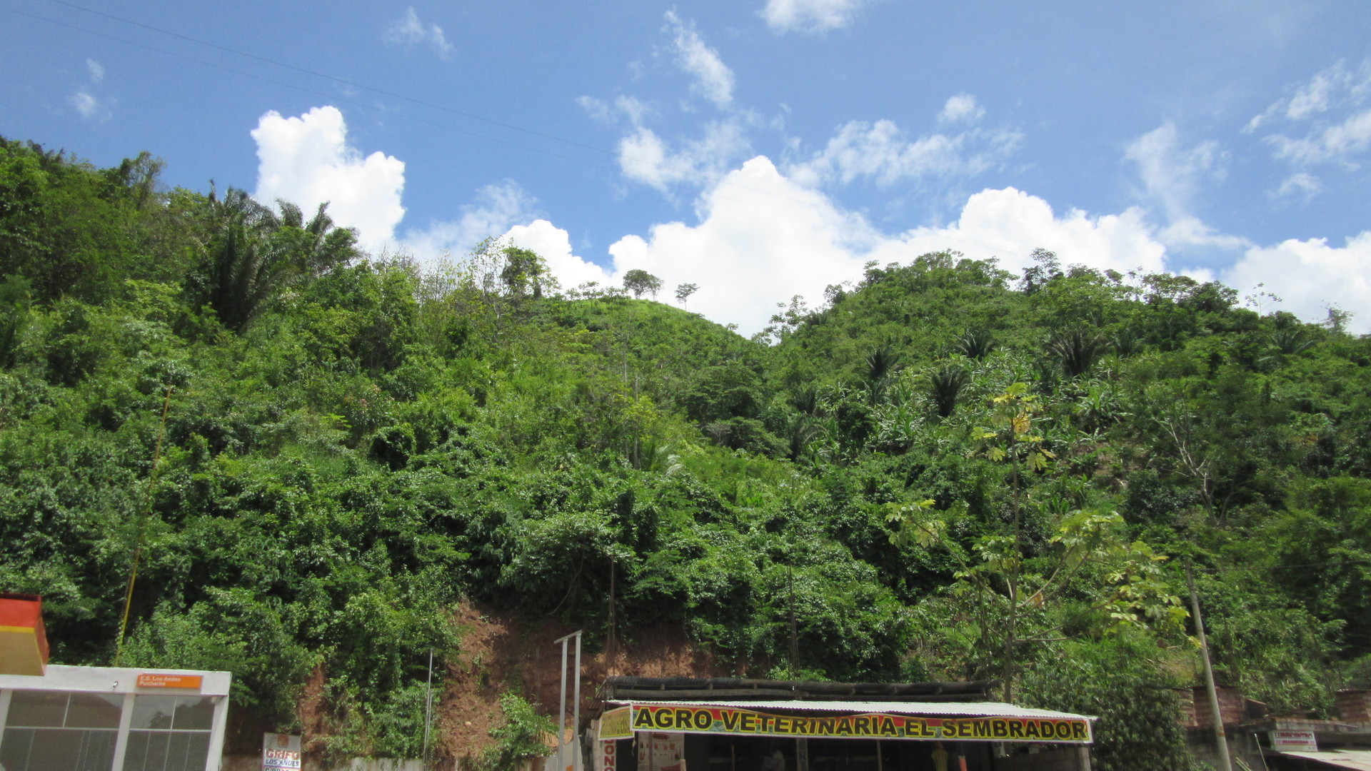 la selva agroveterinaria 1