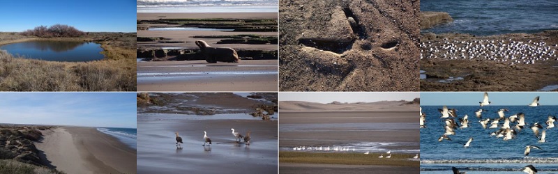 las mejores veterinarias en arroyo salado
