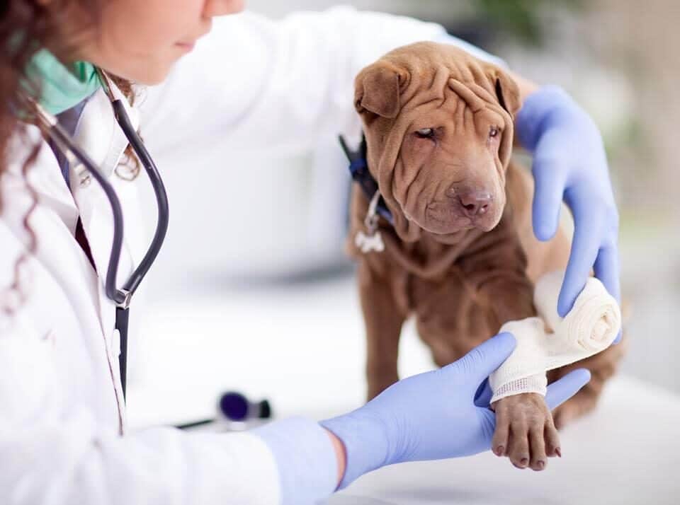 las mejores veterinarias en baoruco 1
