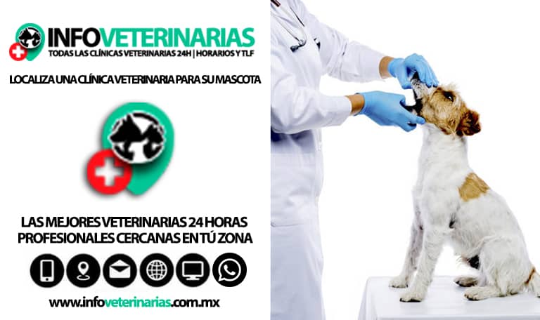 las mejores veterinarias en bohechio 2