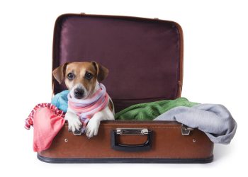 las mejores veterinarias en canoa de la republica dominicana