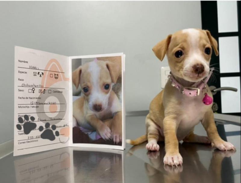 las mejores veterinarias en castanuelas