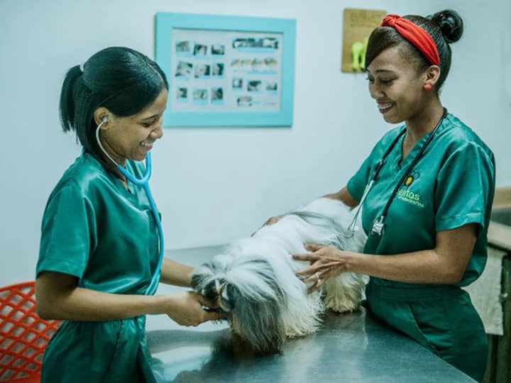las mejores veterinarias en castillo de republica dominicana