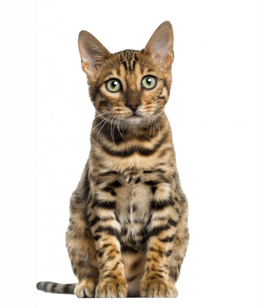 las mejores veterinarias en cristobal