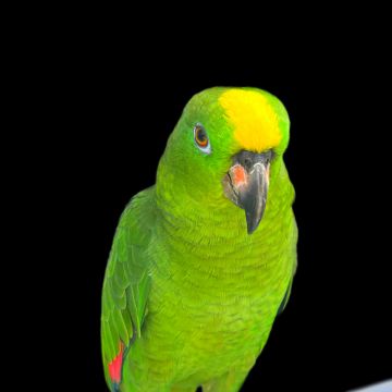 las mejores veterinarias en dajabon