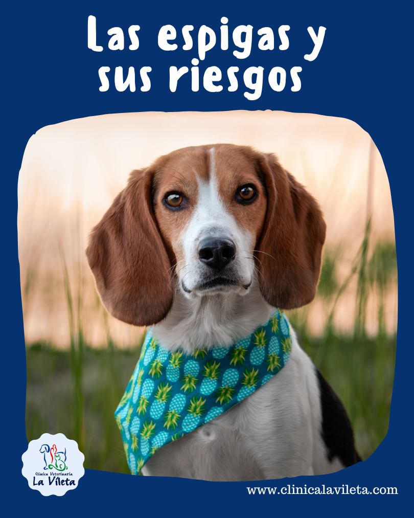 las mejores veterinarias en el cacao